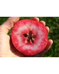 Malus domestica Redlove Odysso 